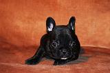 BOULEDOGUE FRANCAIS 777